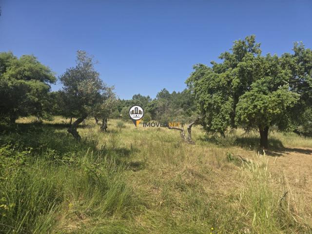 Terreno venda em Castelo Branco