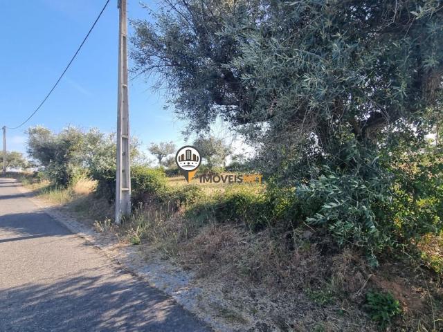 Terreno venda em Castelo Branco
