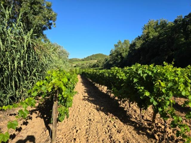 Terreno venda em Sarge, Torres Vedras
