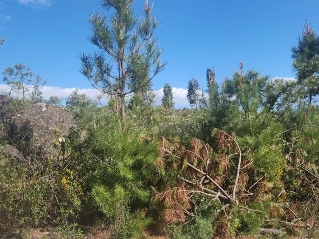 Terreno venda em Castelo Branco