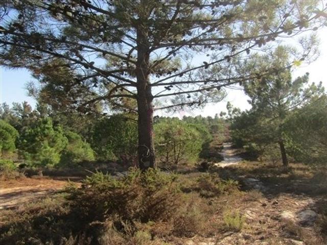 Terreno venda em Santiago Do Cacém, Setúbal