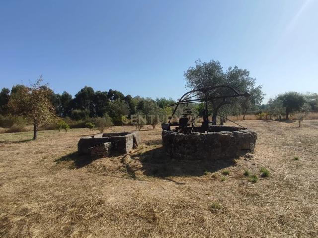 Terreno venda em Castelo Branco