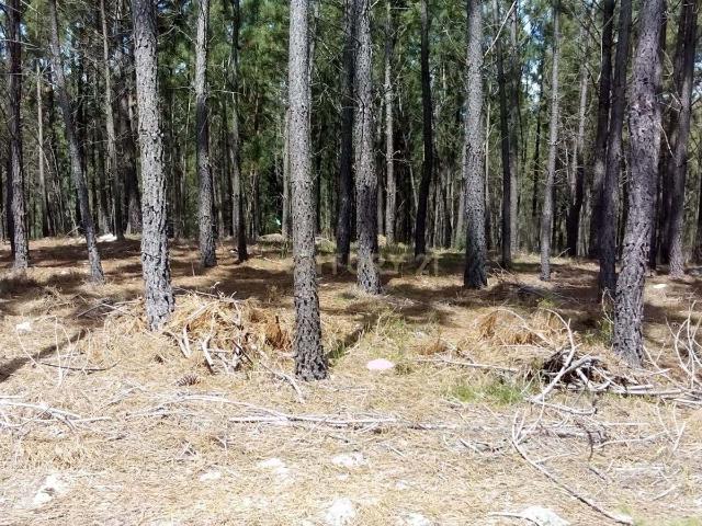 Terreno venda em Pampilhosa Da Serra, Coimbra