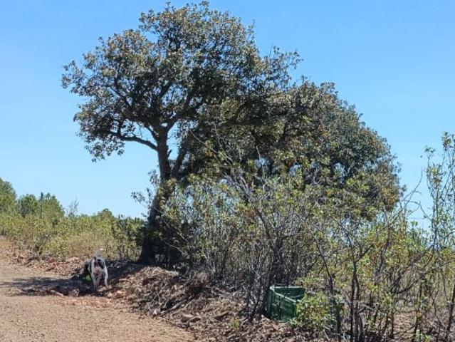 Terreno venda em Corte do Gago, Castro Marim