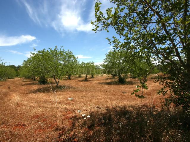 Terreno venda em São Bartolomeu De Messines, Faro