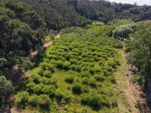 Terreno venda em Óbidos, Leiria