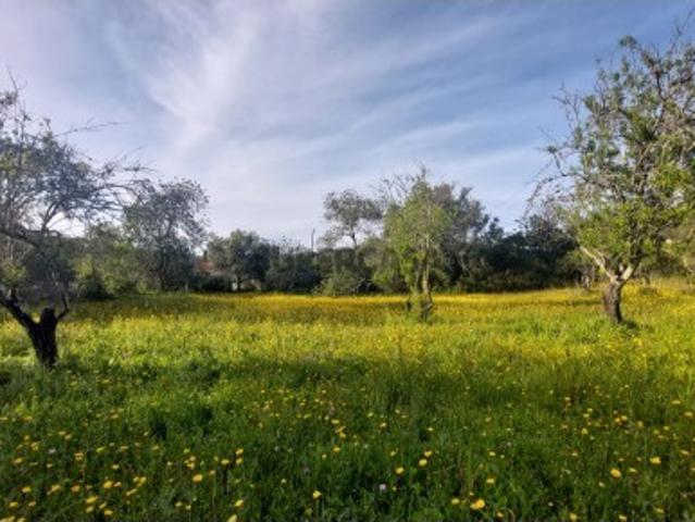 Terreno venda em Faro