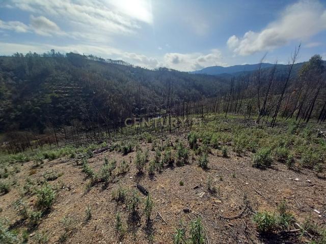 Terreno venda em Castelo Branco