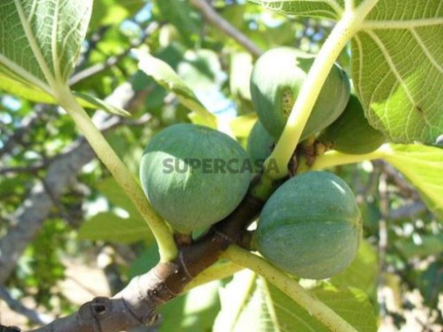 Terreno venda em Albufeira e Olhos de Água, Albufeira