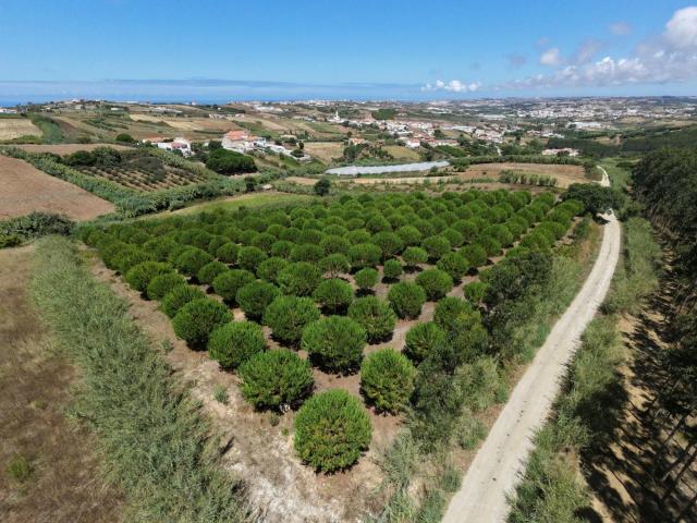 Terreno venda em Faro