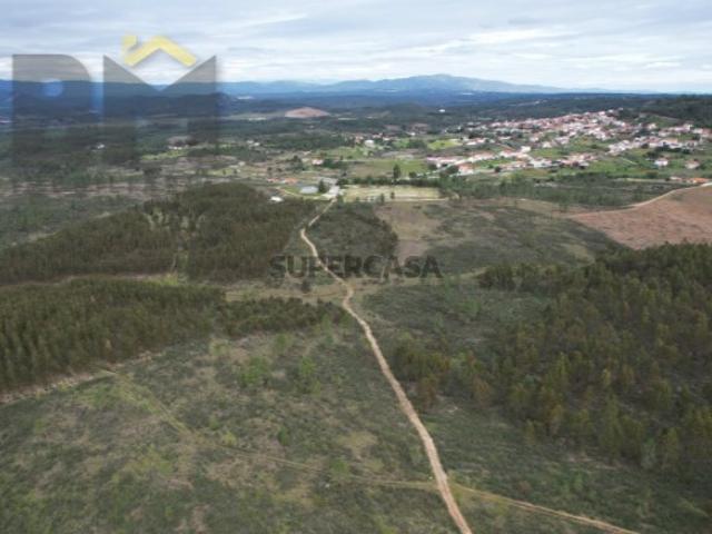 Terreno venda em Castelo Branco
