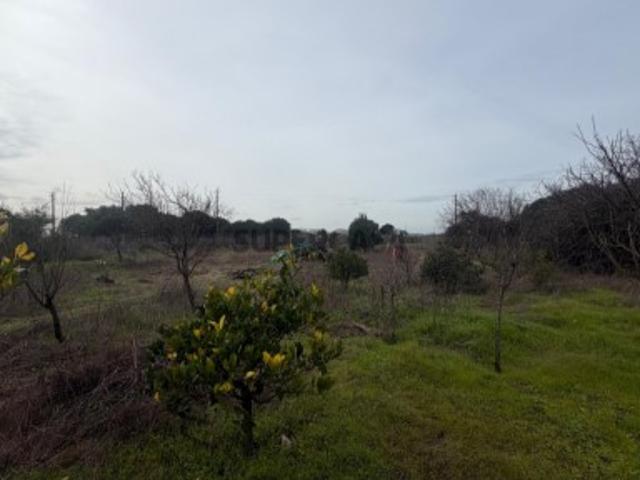 Terreno venda em Palmela