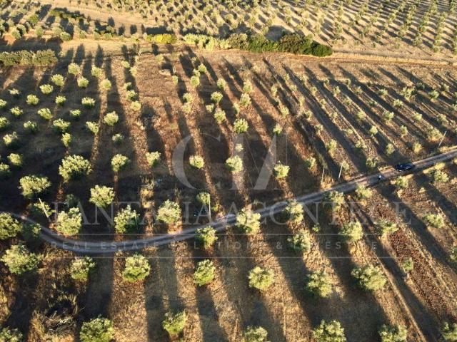 Terreno venda em Casa Branca, Sousel