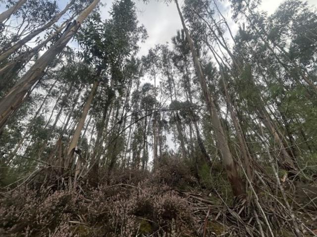 Terreno venda em Tomar, Santarém