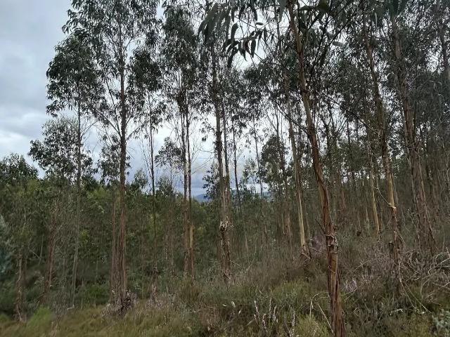 Terreno venda em Penacova, Coimbra
