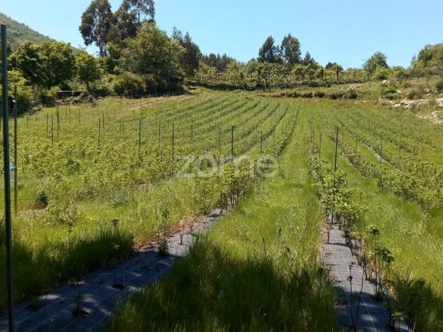 Terreno venda em Candão, Parada Do Bouro