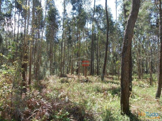 Terreno venda em Batalha, Leiria