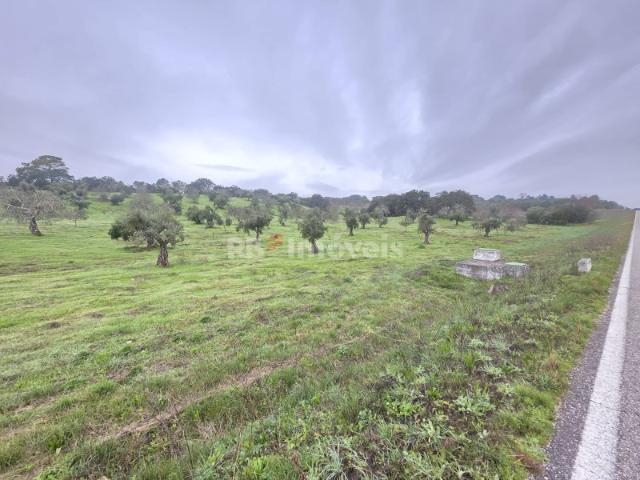 Terreno venda em Olaia e Paço, Torres Novas