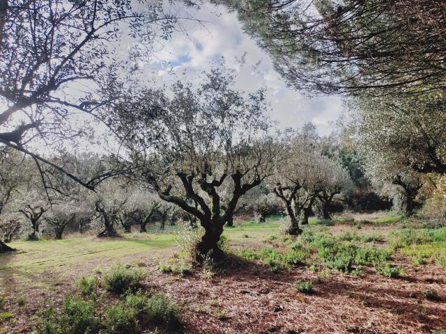 Terreno venda em Parceiros e Azoia, Leiria