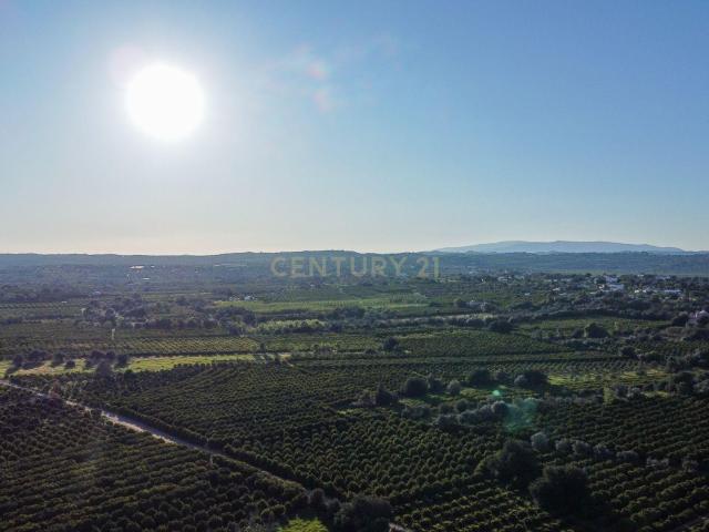 Terreno venda em São Bartolomeu De Messines, Faro