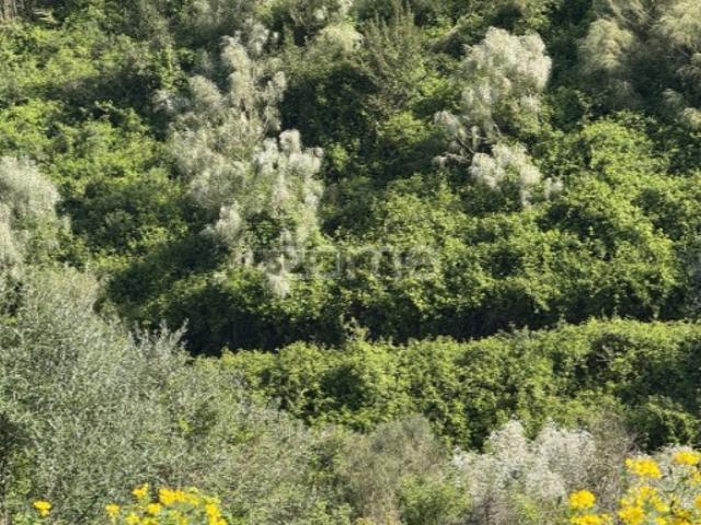 Terreno venda em Enxara dos Cavaleiros, Mafra