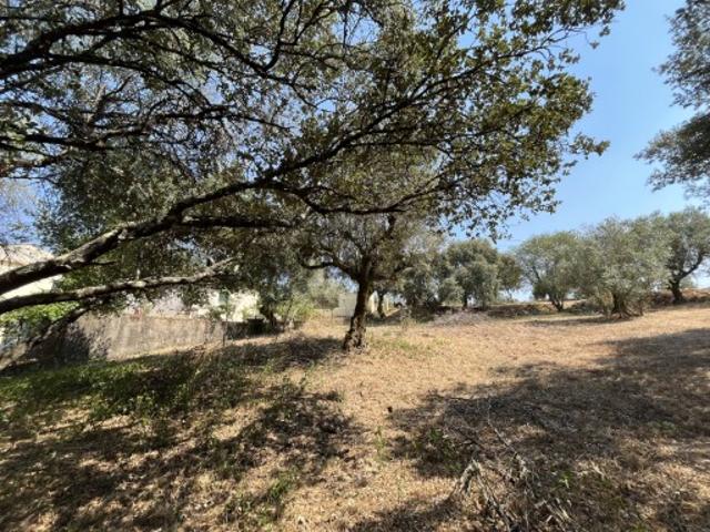 Terreno venda em Tomar, Vale do Calvo Terreno venda em Tomar, Vale do Calvo
