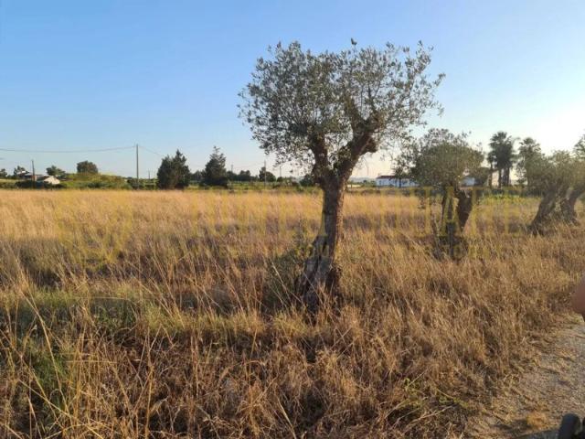 Terreno venda em Palmela
