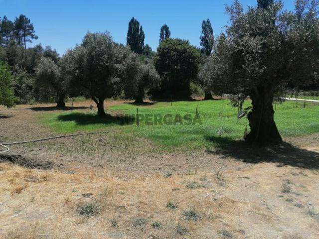Terreno venda em Tomar, Cem Soldos Terreno venda em Tomar, Cem Soldos