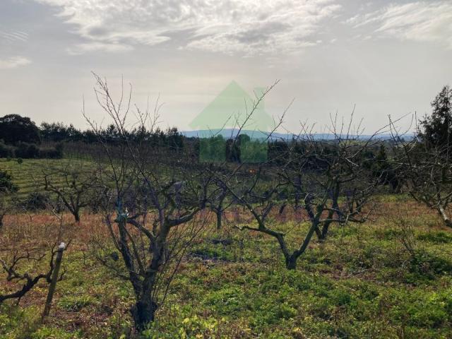 Terreno venda em Columbeira, Bombarral