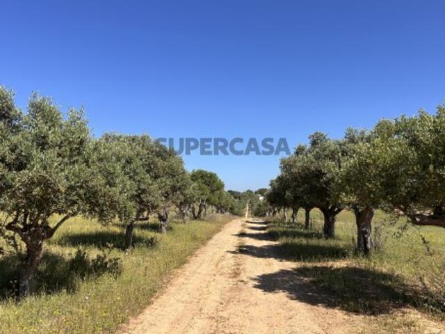 Terreno venda em Torres Novas, Santarém