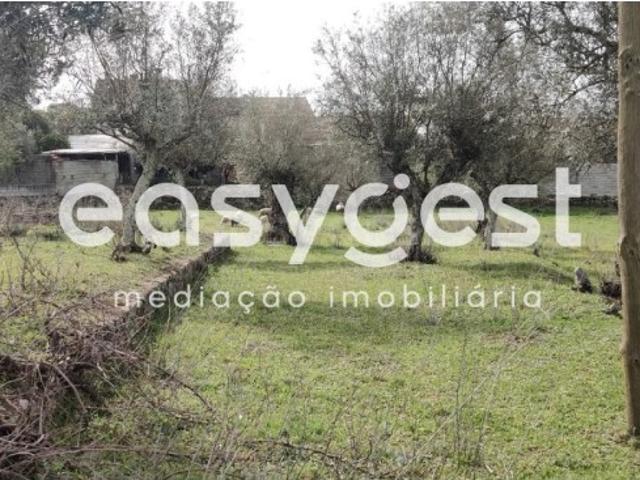 Terreno venda em Castelo Branco