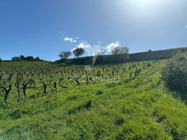 Terreno venda em Rio Maior, Santarém