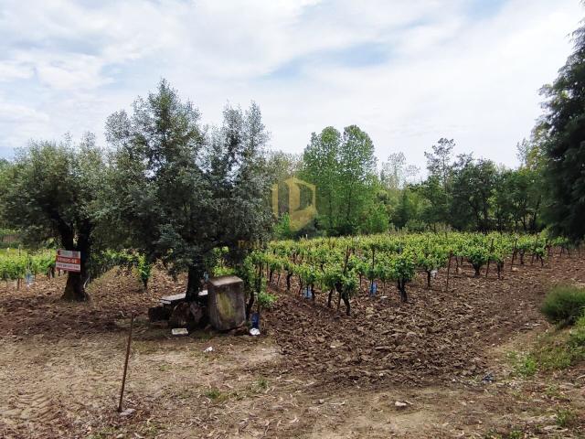 Terreno venda em Mealhada, Aveiro