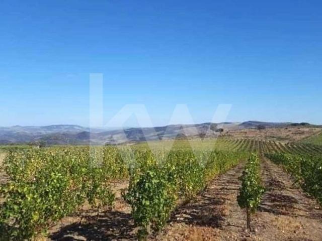 Terreno venda em Guarda, Mós