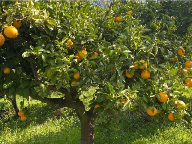 Terreno en venta en Valle del Guadalhorce, Andalucía