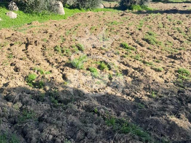 Terreno venda em Reguengos De Monsaraz, Évora