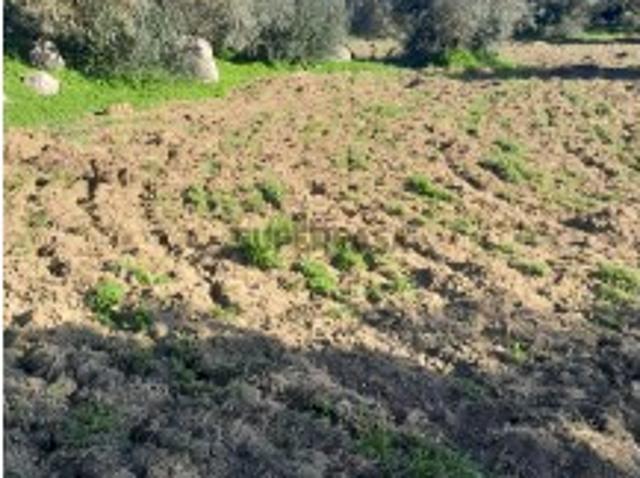 Terreno venda em Reguengos De Monsaraz, Évora