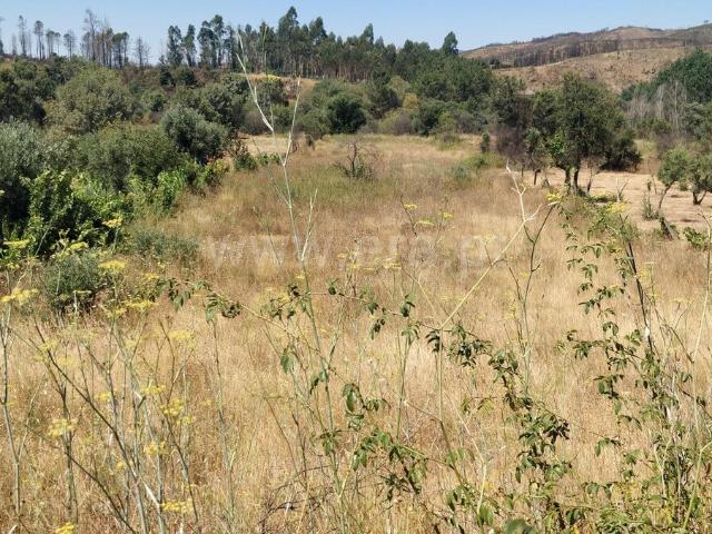 Terreno venda em Castelo Branco