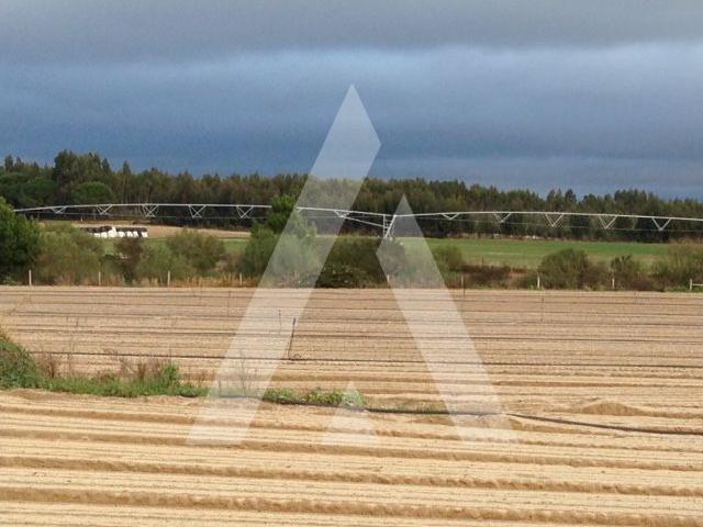 Terreno venda em Colonato de Santo Isidro de Pegões, Montijo