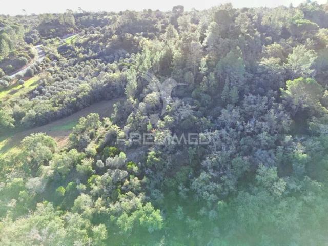 Terreno venda em Santarém