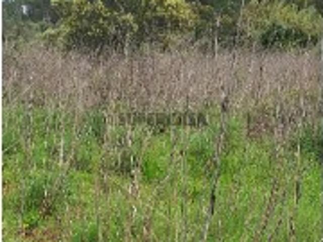 Terreno venda em Benafim, Faro