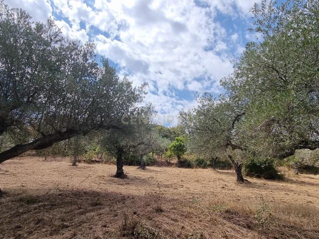 Terreno venda em Castelo Branco, Aldeia Nova Do Cabo