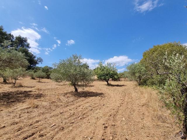 Terreno venda em Castelo Branco, Aldeia Nova Do Cabo