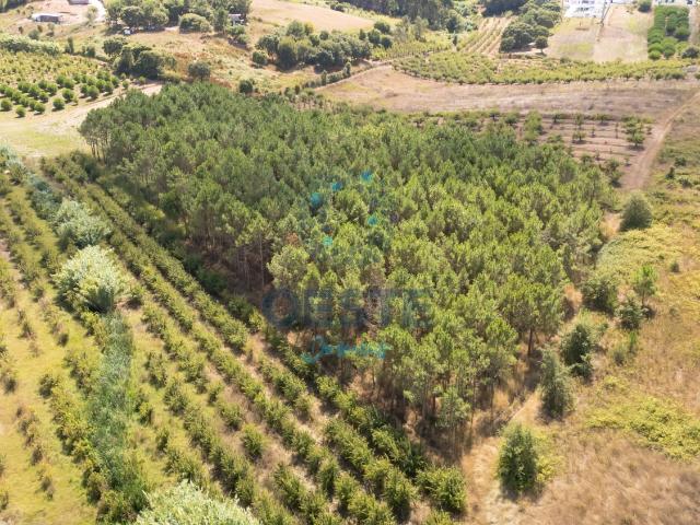 Terreno venda em Bombarral, Leiria