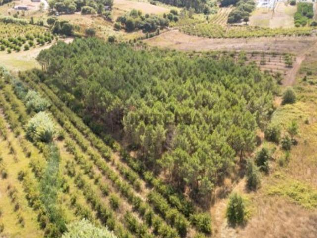 Terreno venda em Bombarral, Leiria
