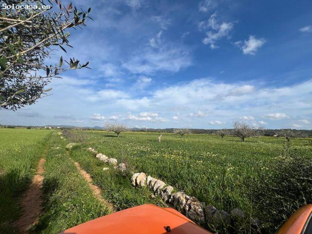 Local Comercial en venta en Migjorn, Baleares