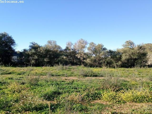 Local Comercial en venta en Pla de Mallorca, Baleares