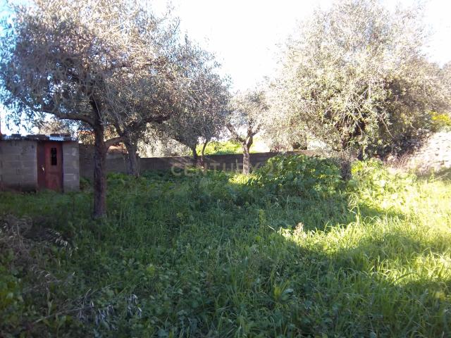 Terreno venda em Castelo Branco