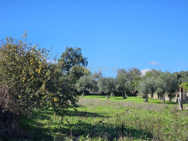 Terreno venda em Castelo Branco