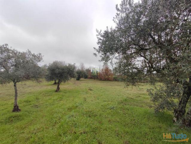 Terreno venda em Castelo Branco, Penamacor